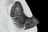 Bargain, Paralejurus Trilobite - Morocco #126919-3